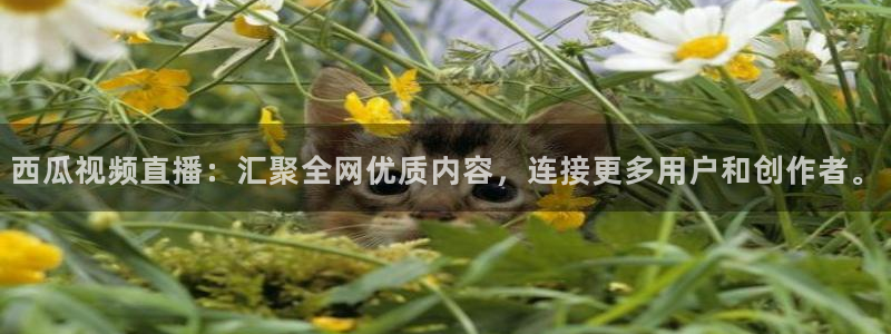 857nba免费直播在线直播：西瓜视频直播：汇聚全网优质内容，连接更多用户和创作者。